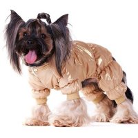  DogModa