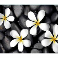    ZALEL White Plumeria .DX-Z-003 180  180 456666